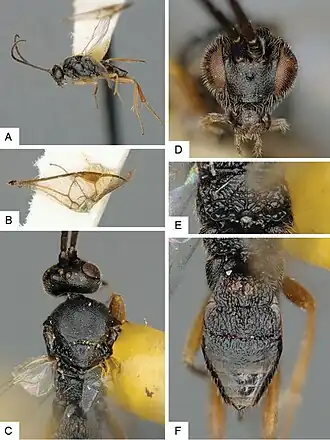 Cotesia yakutatensis