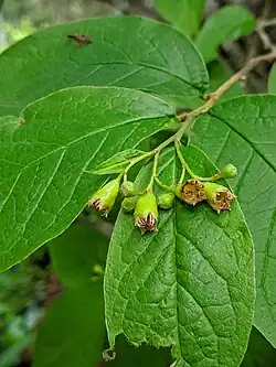 UItgebloeide bloemen met meeldraden