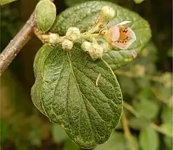 Bloem en voorkant blad