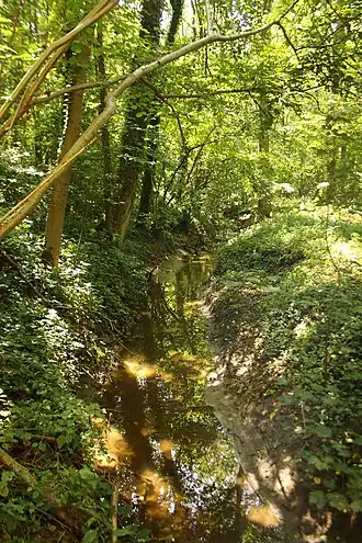 Cotthembeek in het Cotthembos