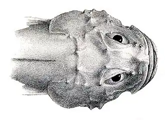 Cottunculus thomsonii