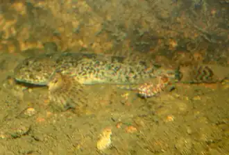 Cottus beldingii
