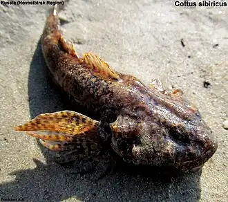 Cottus sibiricus
