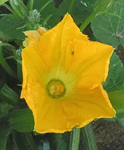 Mannelijke bloem van de eenhuizige courgette