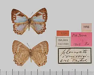 Poritia courvoisieri