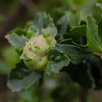 Rhopalomyia californica