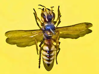 Cerceris tuberculata