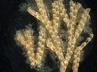 Cradoscrupocellaria bertholletii