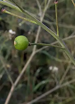 Hauwtje van Crambe cordifolia