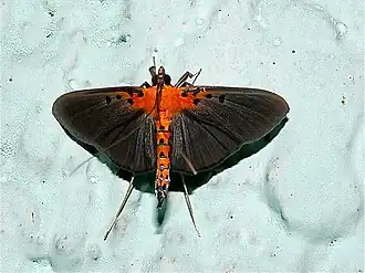 Filodes fulvidorsalis