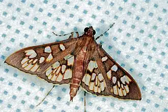 Prenesta fenestrinalis