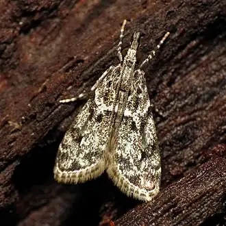 Eudonia heterosalis