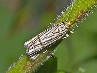 Chrysocrambus linetella