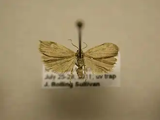 Crambidia pallida