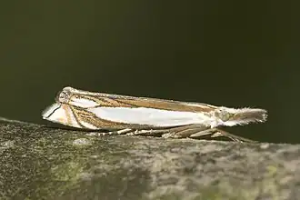 Crambus pascuella