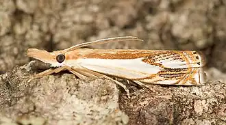 Crambus agitatellus