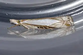 Crambus bidens