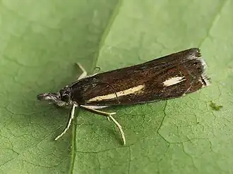 Crambus heringiellus
