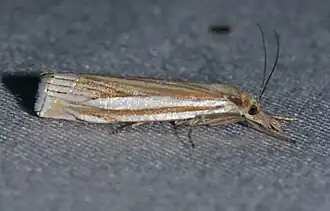 Crambus laqueatellus