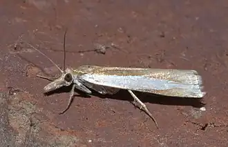 Crambus quinquareatus