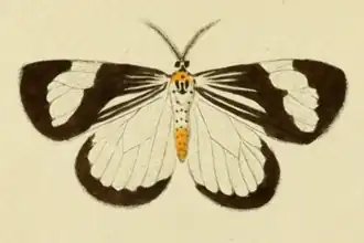 Nyctemera tripunctaria