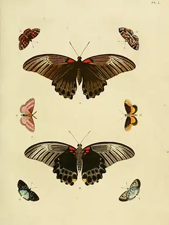 Hylesia ebalus