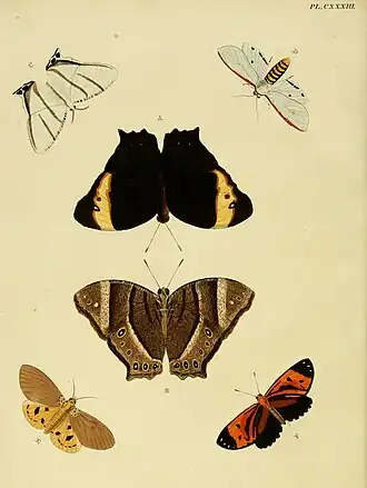 Melanitis constantia