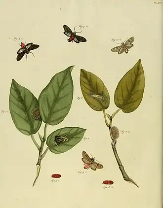 Eucereon archias