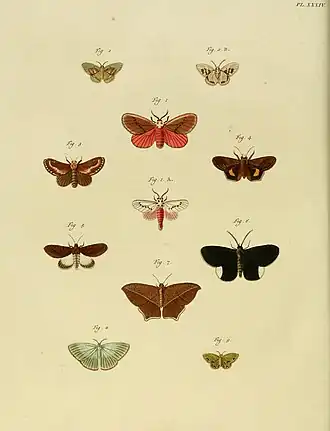 Hemicephalis characteria