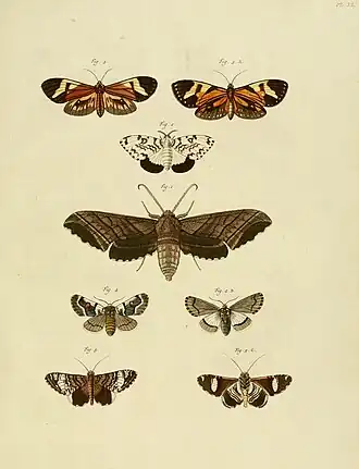 Acolasis capensis