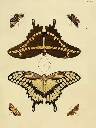 Acolasis phasis