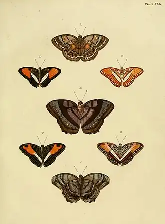 Limenitis elea