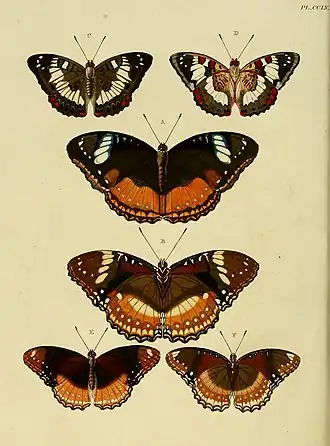 Euthalia adonia