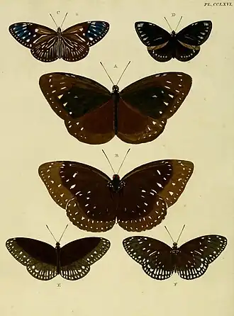 Euploea eleusina