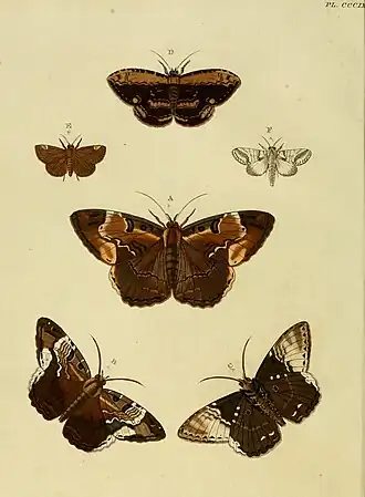 Hemeroblemma helima