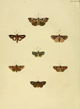 Agrapha ahenea