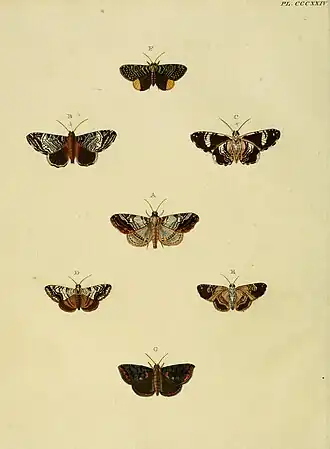 Dyomyx ancea