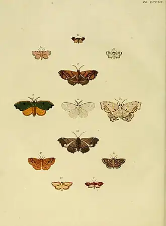 Antiblemma nitidaria