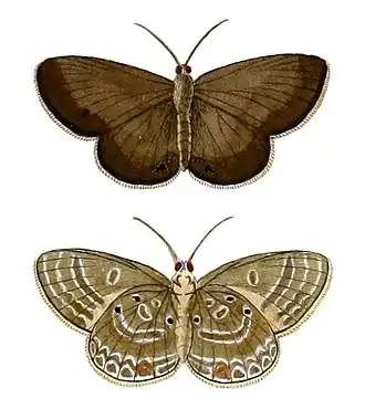 Lepidochrysops parsimon