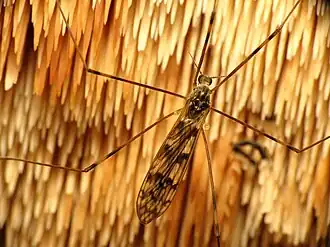 Tipula (Pterelachisus) trivittata