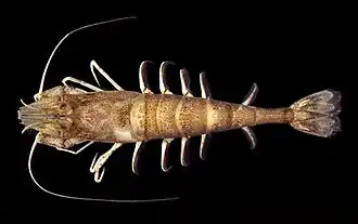 Crangon septemspinosa