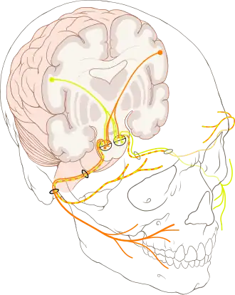 {Enkele belangrijke motorische takken van de nervus facialis