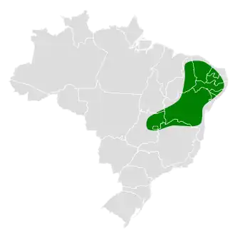 Grijskopstekelstaart