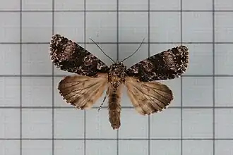Acronicta nigromaculata