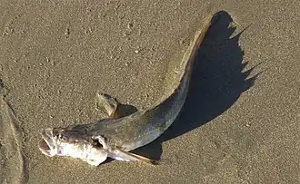 Crapatalus angusticeps