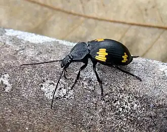 Craspedophorus sublaevis