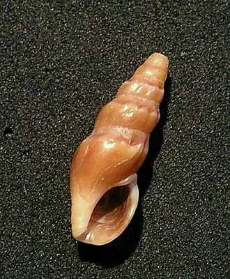 Crassiclava layardi
