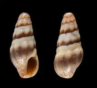 Crassispira angelettii