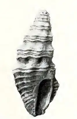Crassispira bridgesi