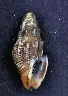 Crassispira carbonaria